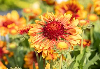 Gaillardia aristata SpinTop 'Copper Sun'