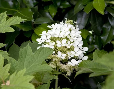 Immer eine gute Idee: Laubgehölze für die Gartengestaltung 