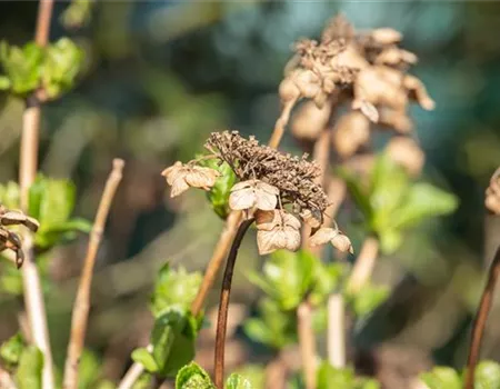 Hortensien schneiden ist gar nicht so einfach – oder doch?