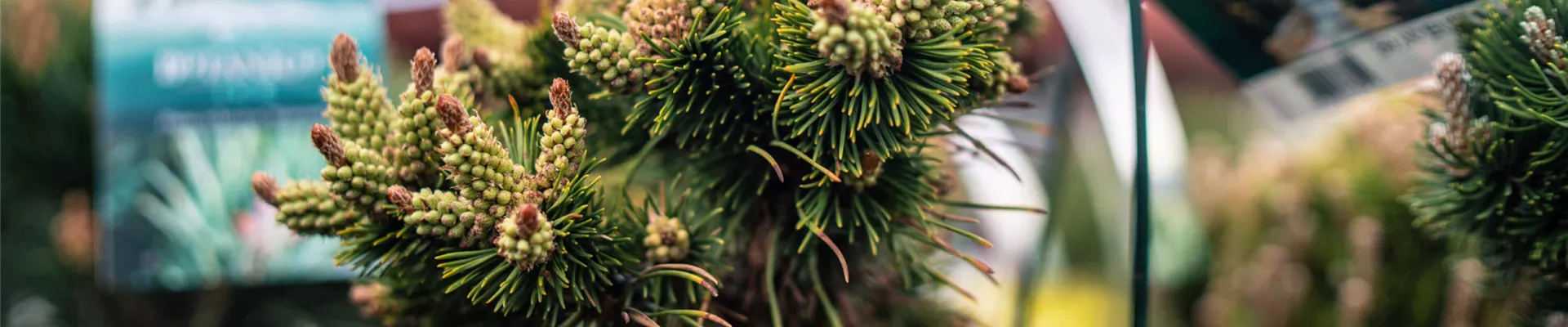 gartencenter-bornemann-plauen-vogtland-impression_16-scaled