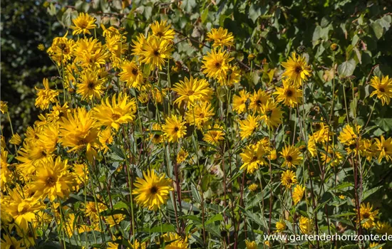 Garten-Stauden-Sonnenblume 'Monarch'