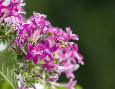 So funktioniert der Pflanzenschutz im Naturgarten