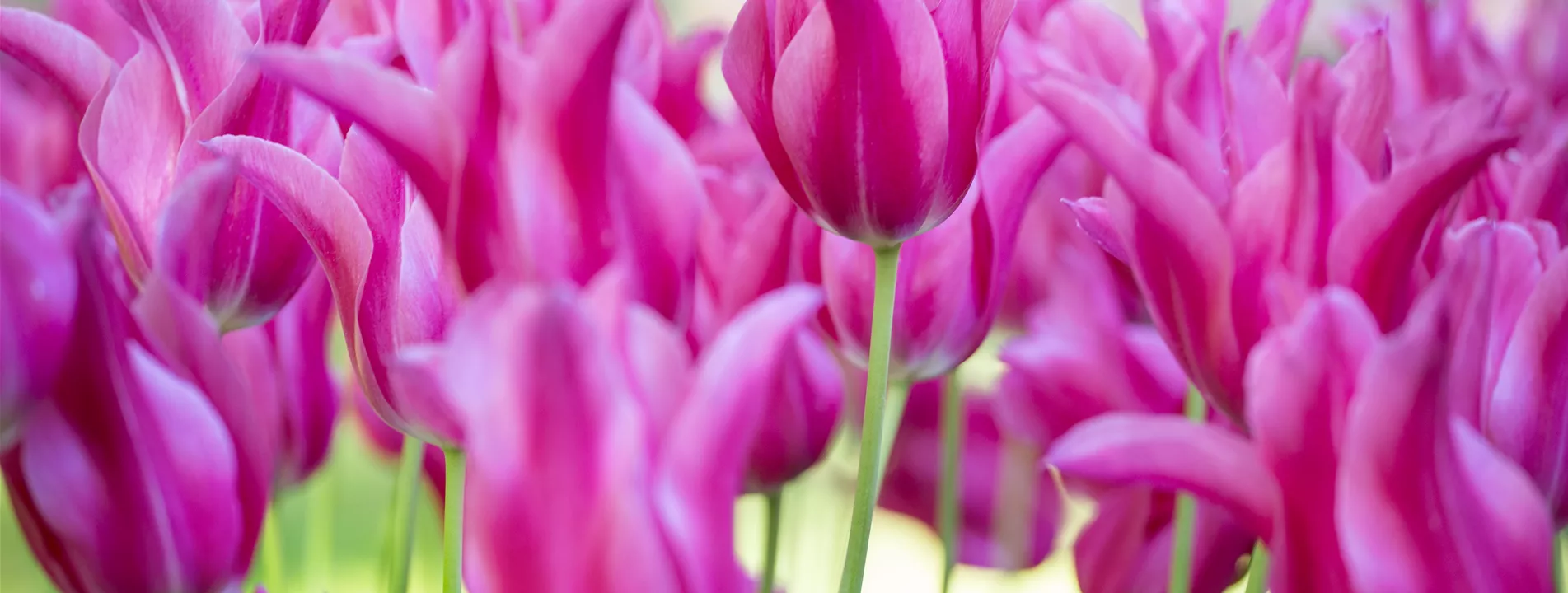 Frühlingsblumen