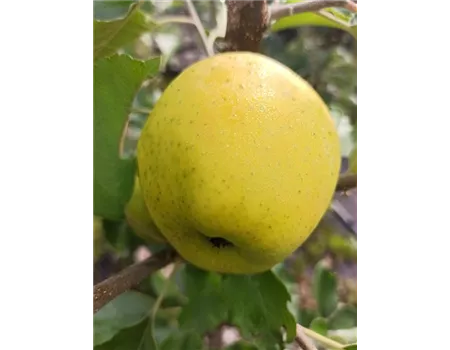 Apfel 'Ananasrenette'