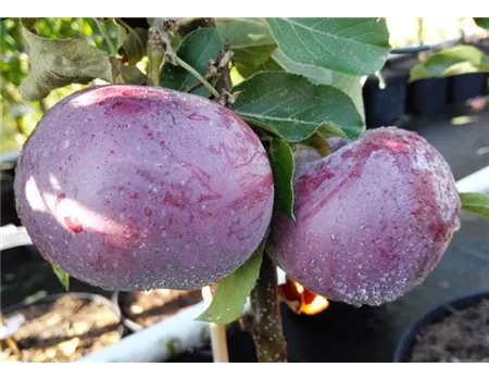 Apfel 'Blauer Kölner'