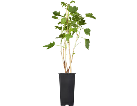 Schwarze Johannisbeere 'Titania'(s)