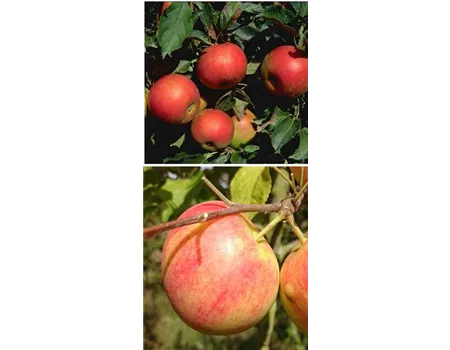 Apfel DUO 'Idared/Geheimrat Oldenburg'