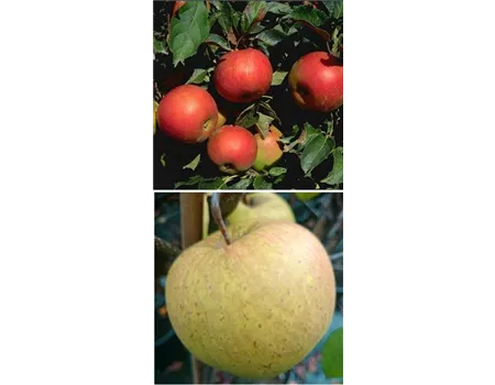 Apfel DUO 'Idared/Gehrers Rambur'