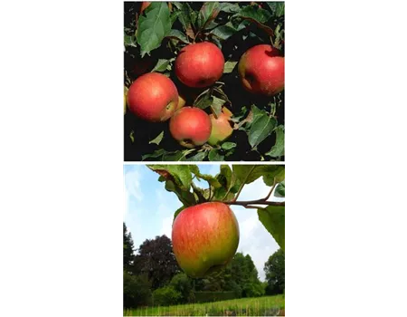 Apfel DUO 'Idared/Juwel von Kirchwerder'