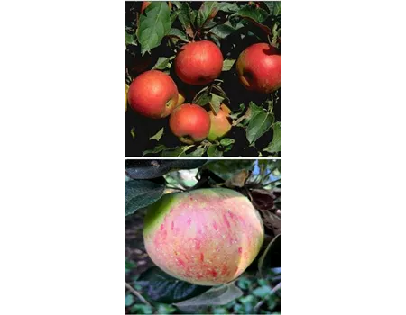 Apfel DUO 'Idared/Osnabrücker Renette'