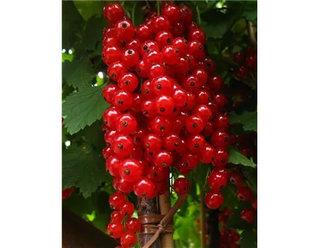 Säulenjohannisbeere 'Rolan'