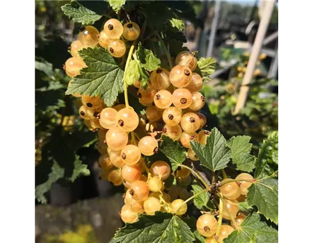 Säulenjohannisbeere 'Primus'