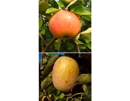 Apfel DUO 'James Grieve/Berner Rosenapfel'