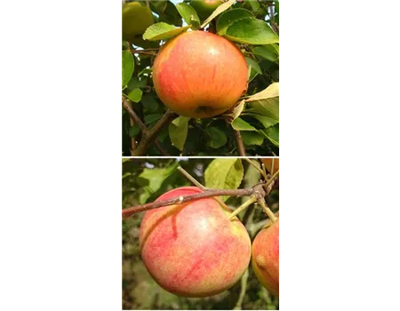 Apfel DUO 'James Grieve/Geheimrat Oldenburg'