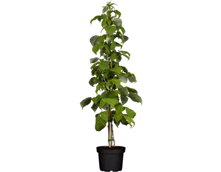 Himbeere 'Schönemann'