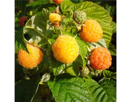 Herbsttragende Himbeere 'Fallgold'