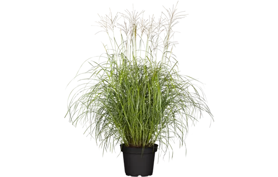 Garten-Chinaschilf 'Hermann Müssel'