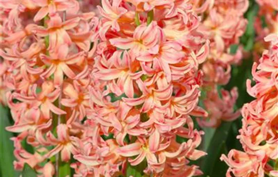 Hyazinthe 'Gipsy Queen' - 5 Blumenzwiebeln