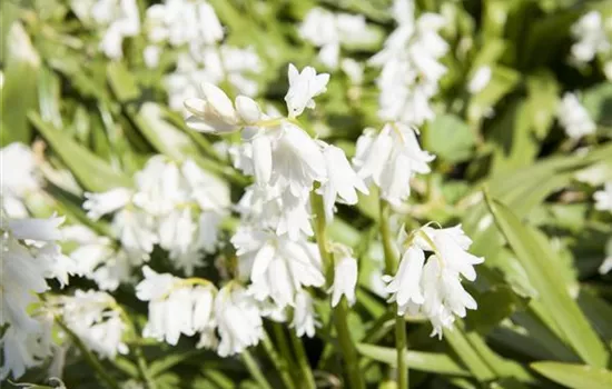 Spanisches Hasenglöckchen 'Snow' - 10 Blumenzwiebeln