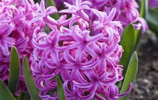 Hyazinthe 'Pink Pearl' - 5 Blumenzwiebeln