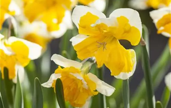 Schmetterlings Narzisse 'Orangery'