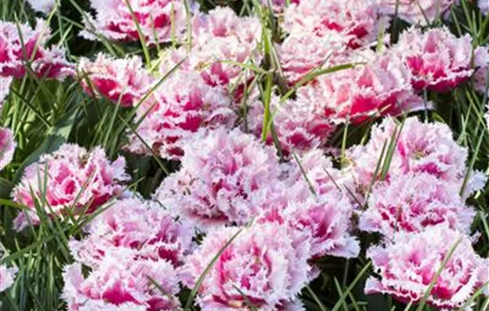 Tulpe 'Queensland' - 7 Blumenzwiebeln