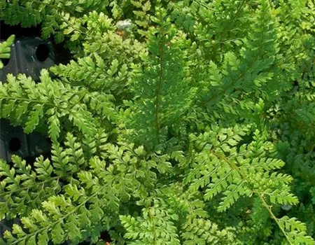 Schmale Garten-Filigranfarn 'Proliferum'