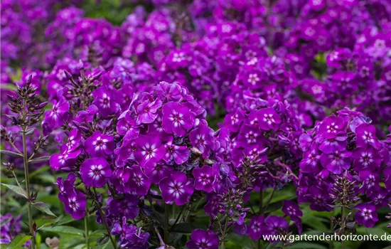 Hohe Garten-Flammenblume 'Purple Kiss'