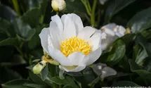 Paeonia lactiflora 'Jan van Leeuwen'