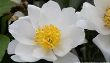 Paeonia lactiflora 'Jan van Leeuwen'