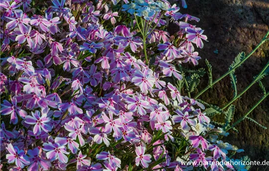 Polster-Flammenblume