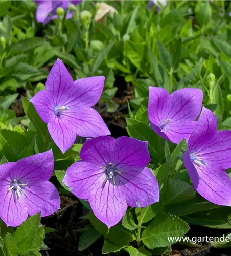 Großblütige Garten-Ballonblume 'Astra'