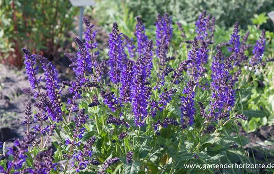Blüten-Salbei