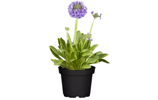 Kugelig blühende Schlüsselblume