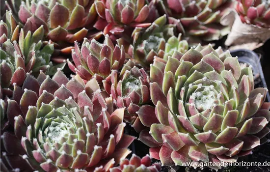 Spinnwebige Steinrose 'Rauhreif'