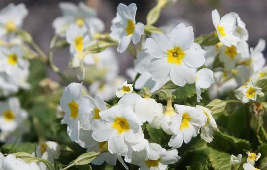 Garten-Kissen-Schlüsselblume 'Schneekissen'