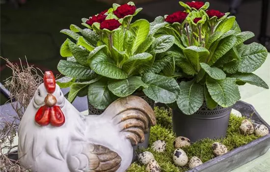 Primel BELARINA 'Valentine'