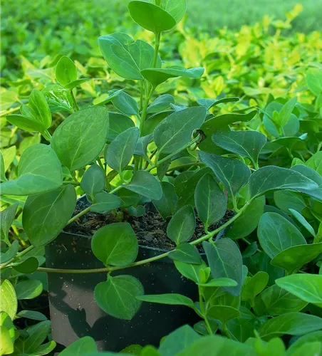 Großblättriges Immergrün