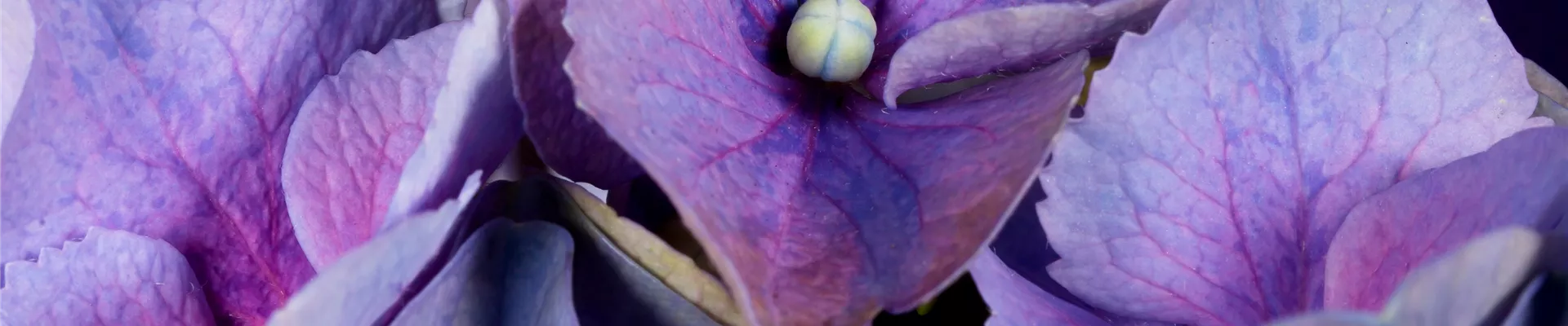 Hydrangea macrophylla, blau