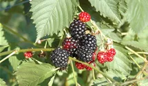 Rubus fruticosus 'Navaho'®