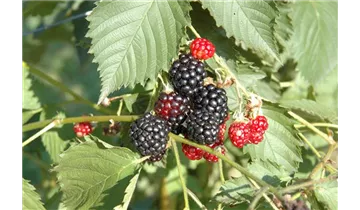Rubus fruticosus 'Navaho'®