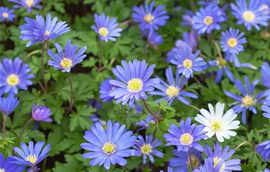 10 Blumenzwiebel - Anemone blanda 'Blue Shades'