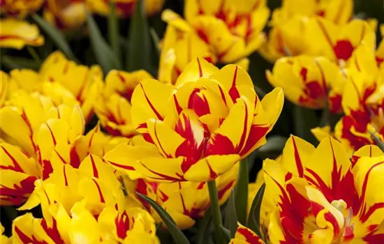 10 Blumenzwiebel - Gefüllte frühe Tulpe 'Monsella'