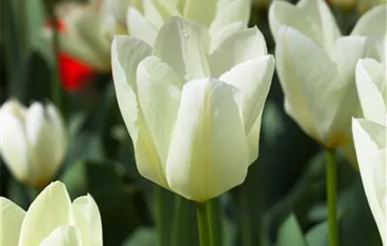 10 Blumenzwiebel - Garten-Tulpe 'Purissima'