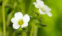 Saxifraga x arendsii