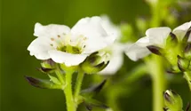 Saxifraga x arendsii