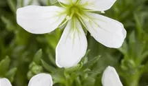Saxifraga x arendsii