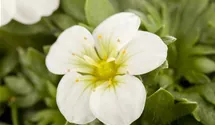 Saxifraga x arendsii
