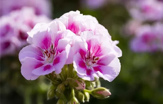 Geranie stehend 'Kristiana'