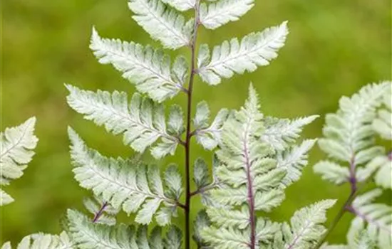 Japanischer Regenbogenfarn